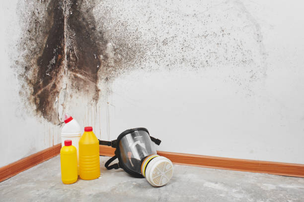 Best Mold Damage Repair  in West Vero Corridor, FL