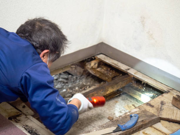 Best Mold Testing  in West Vero Corridor, FL