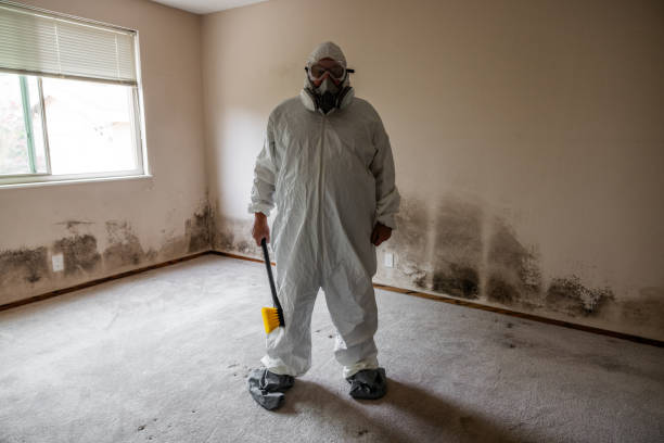 Best Fast Mold Removal  in West Vero Corridor, FL