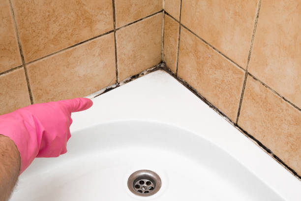 Best Office Mold Removal Services  in West Vero Corridor, FL